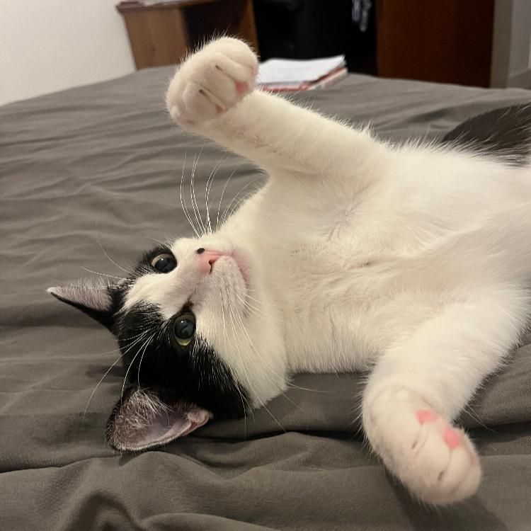 Photo de Horatio